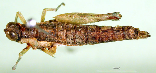 Nepiothericles puberulus