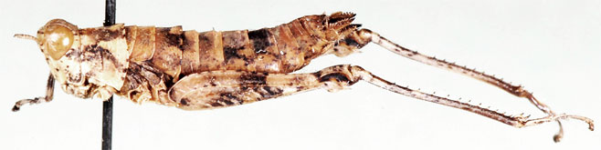 Ophthalmothericles variegatus