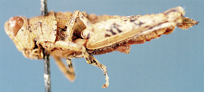 Ophthalmothericles variegatus