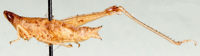 Pseudothericles compressifrons