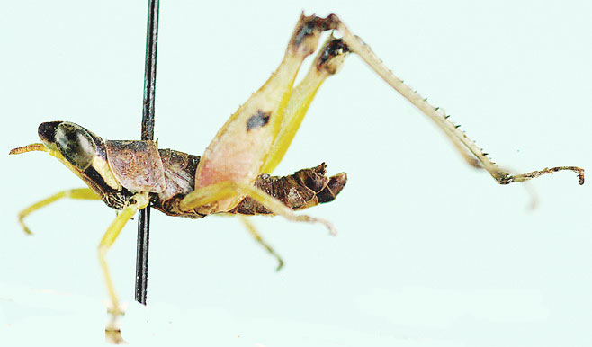 Pseudothericles jallae