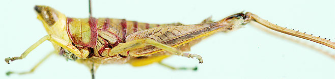 Pseudothericles jallae