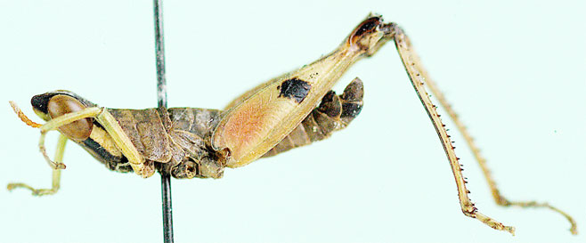 Pseudothericles jallae