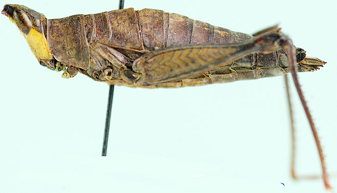 Pseudothericles jallae