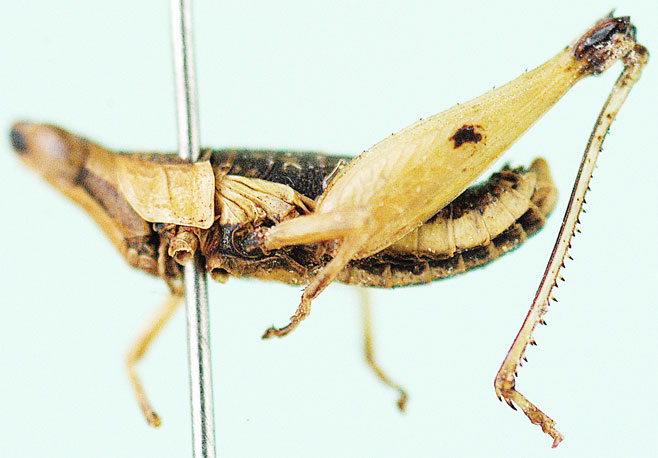 Stenothericles porcellus