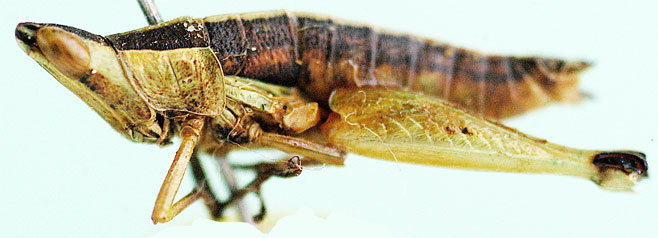 Stenothericles porcellus