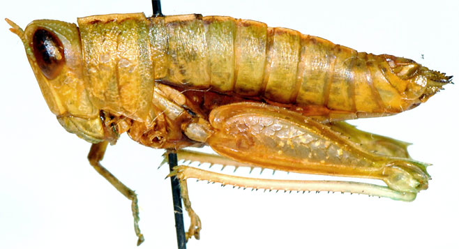 Lophothericles armatus