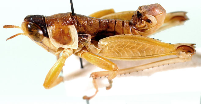 Lophothericles armatus