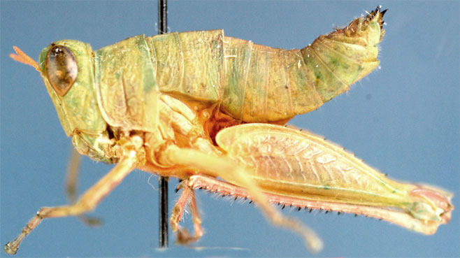 Lophothericles browni