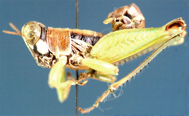 Lophothericles browni