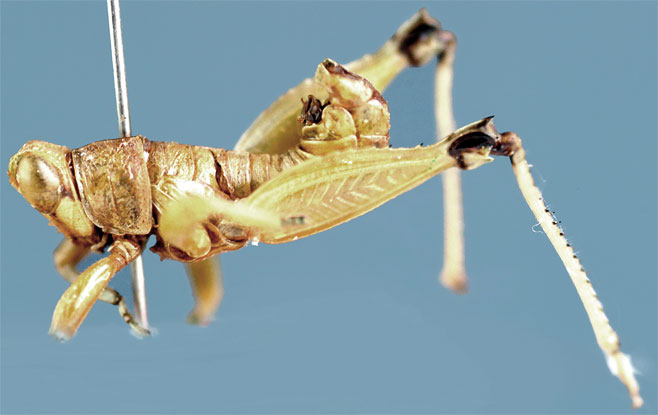 Lophothericles dirshi