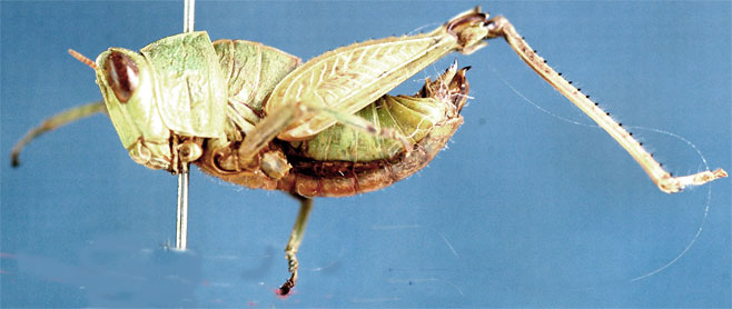 Lophothericles dirshi