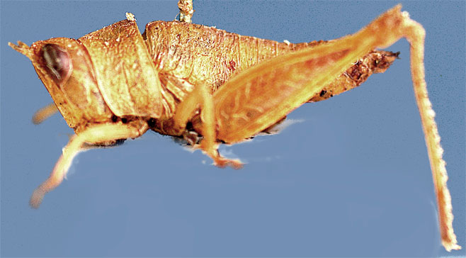 Lophothericles disparilis