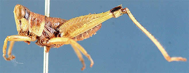 Lophothericles disparilis
