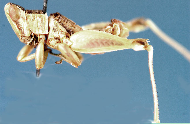 Lophothericles faurei