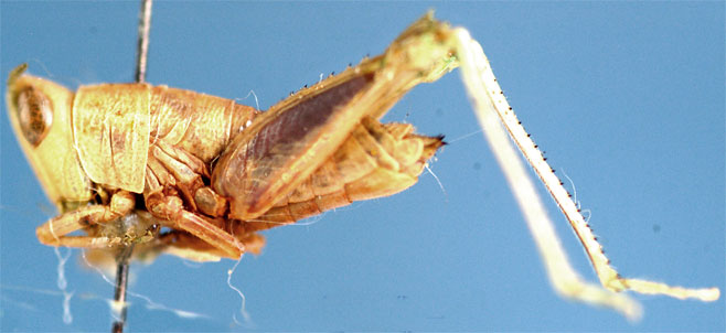 Lophothericles faurei