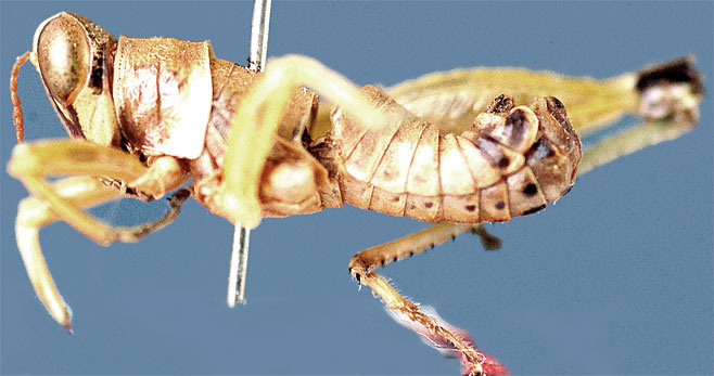 Lophothericles ferreirai