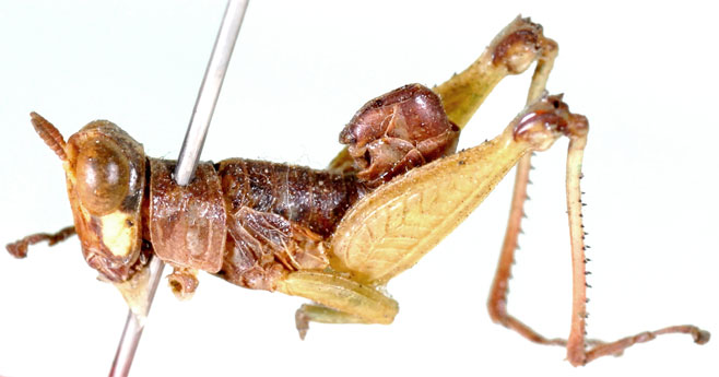 Lophothericles flavifrons