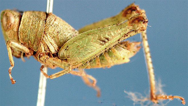 Lophothericles fuscus