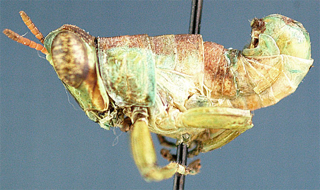 Lophothericles inhacae