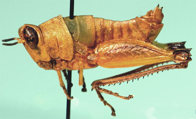 Lophothericles inhacae