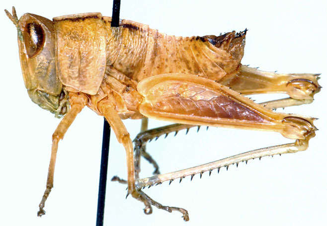Lophothericles marginatus