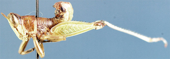 Lophothericles marginatus