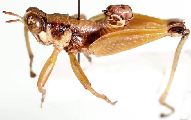 Lophothericles modestus