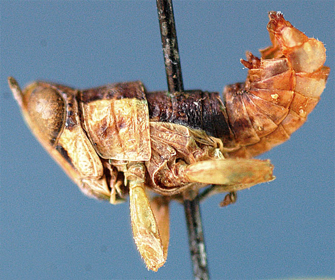 Lophothericles mucronatus
