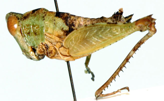 Lophothericles mucronatus