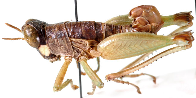 Lophothericles punctulatus