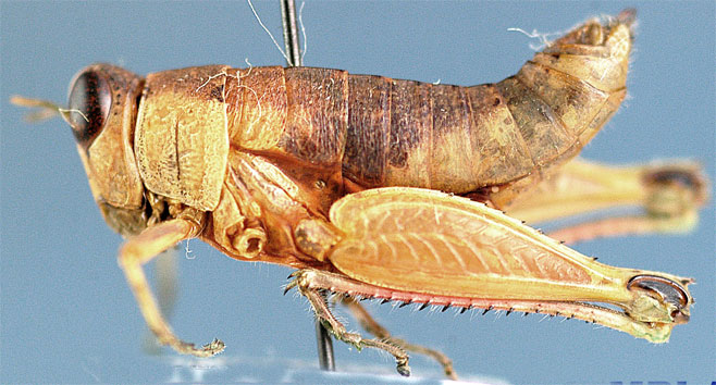 Lophothericles punctulatus