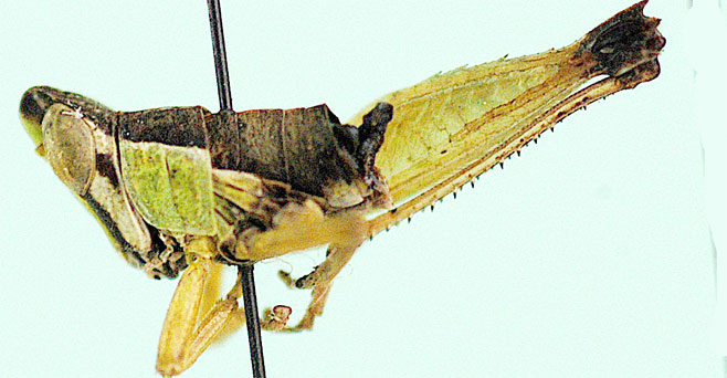 Whitea fissicauda