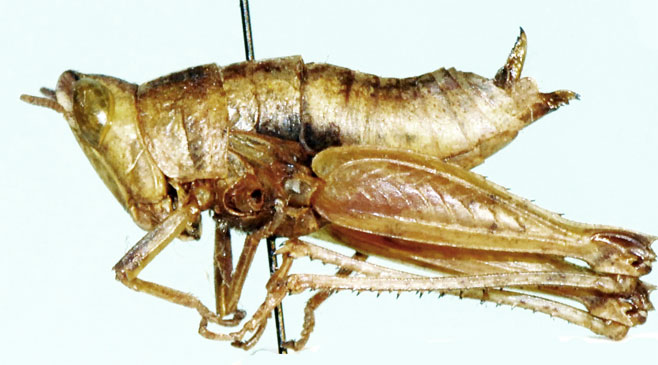 Whitea fissicauda