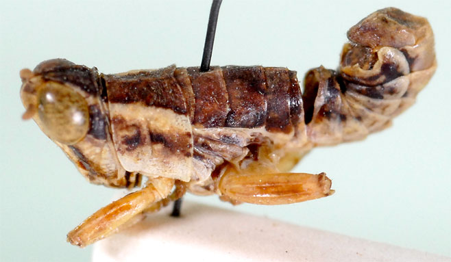 Raphithericles cuneatus