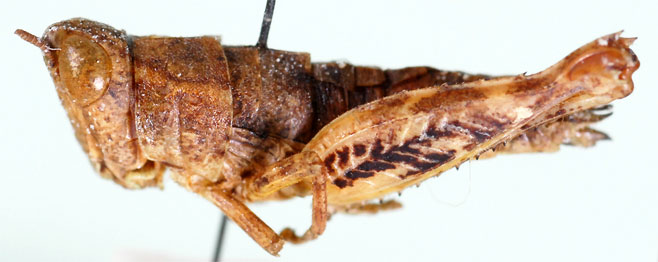 Raphithericles cuneatus