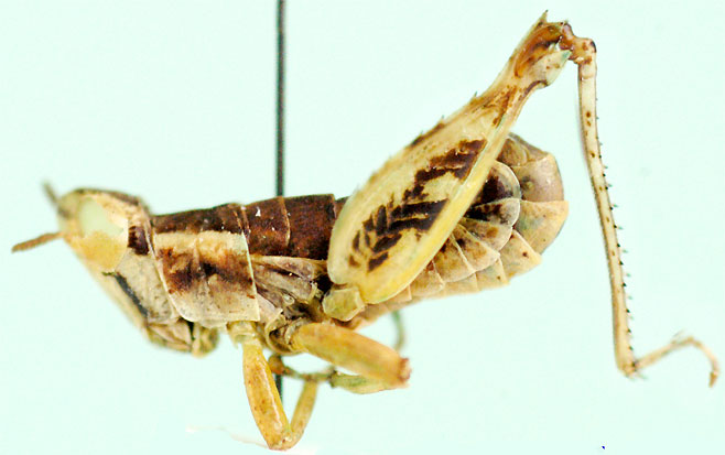 Raphithericles rotundatus