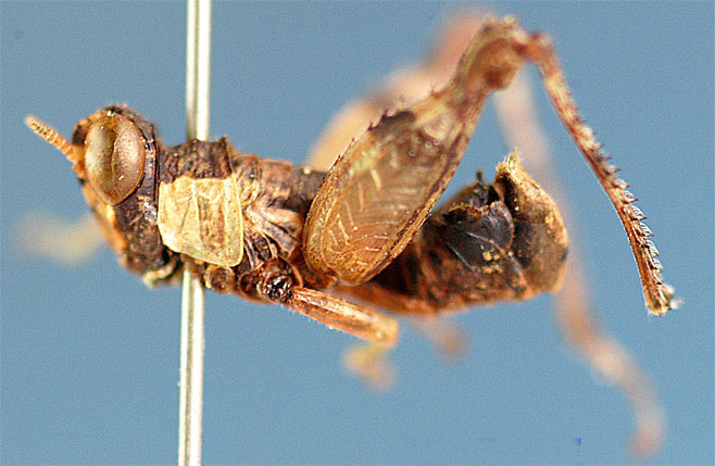 Hollisia nigropicta