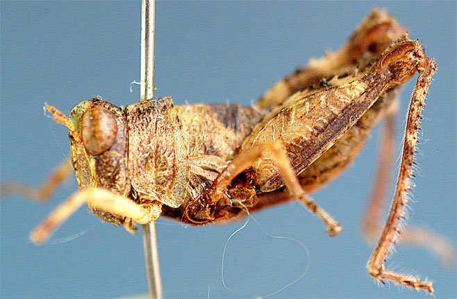 Hollisia nigropicta
