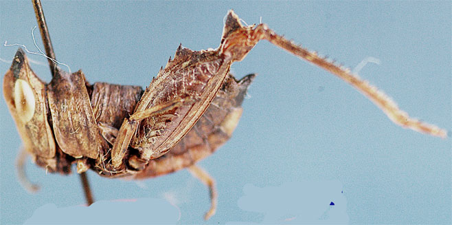 Pseudoschulthessiella mitrata