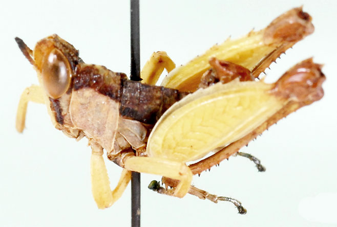 Schulthessiella forficata