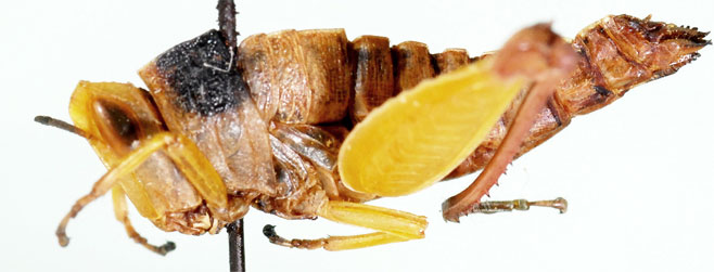 Schulthessiella forficata