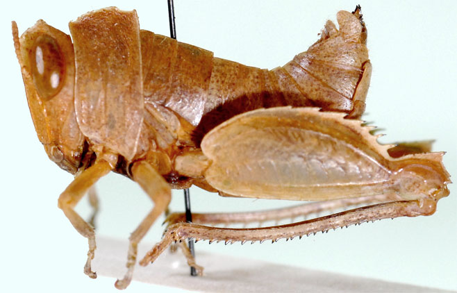 Schulthessiella minuta