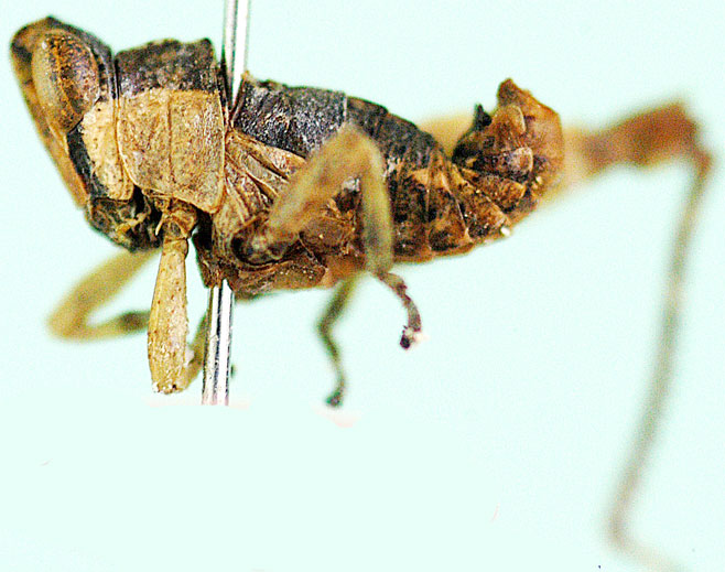 Schulthessiella odzaniae
