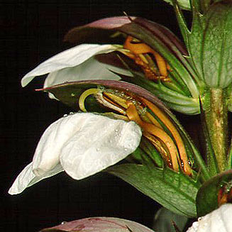Acanthus mollis (Bear's breech)