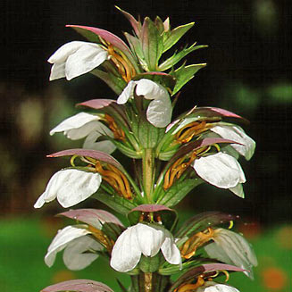 Acanthus mollis (Bear's breech)