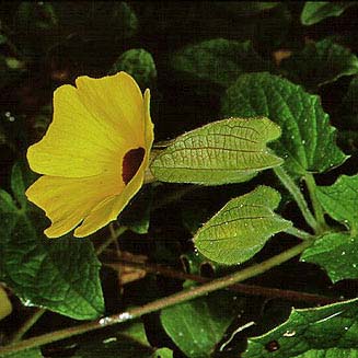 Thunbergia alata (Black-eyed susan)