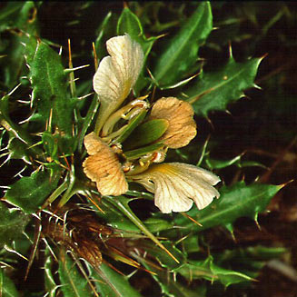 Blepharis capensis