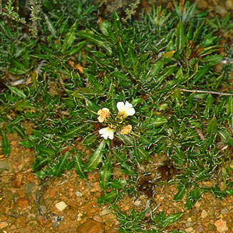 Blepharis capensis