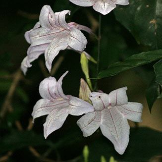 Mackaya bella (Forest Bell Bush, Mackaya)